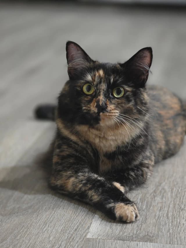 Mimi the cat
